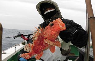 厳寒期の超高級魚オニカサゴが小田原沖で熱い！