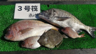 三重外湾漁協 錦事業所直営 釣り筏の2024年5月5日(日)3枚目の写真