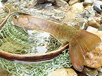 釣りビジョンおススメページ