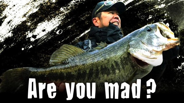 Are you mad？