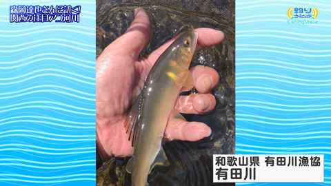FishingWave 「鮎シーズン近況＆釣果映像」