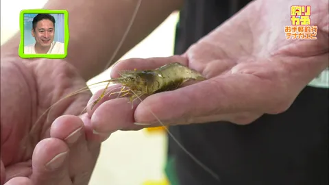 釣りガチャ 「お手軽釣行！テナガエビ」