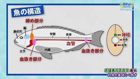 FishingWave 老舗寿司店店主が伝授！釣り魚を美味しく食べよう‼