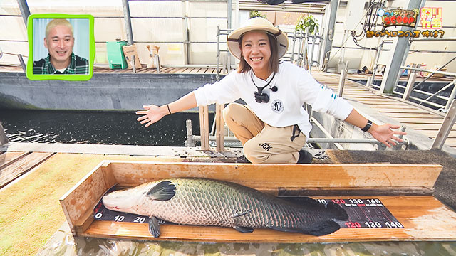 釣りガチャ 「フィッシングSCOOP 謎のウロコの正体は?」 メイン