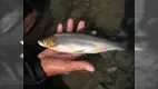 鮎2006 総集編