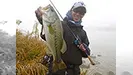 INCREDIBASS