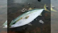 メタルバスター