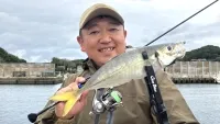 青色アジング