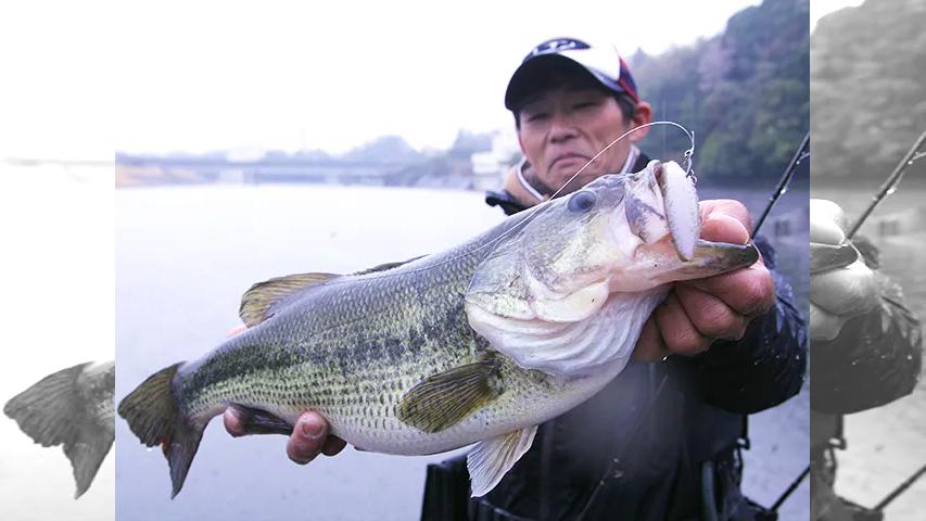 バスギャラリー Xデーは 千葉県高滝ダムの春爆 釣りビジョン
