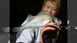 オレたちゃシーバス研究所 26 兵庫県神戸湾岸エリア 春のバチ抜け！？初夏のベイト！？こうなりゃなんでもありだ！