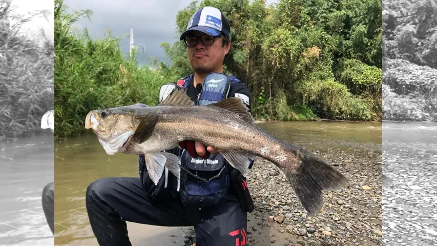 Seabass Journey