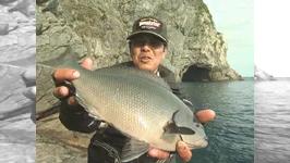 磯釣りギャラリー 片伯部光広　～大分県米水津でシ-ズン初期のクロを攻略～