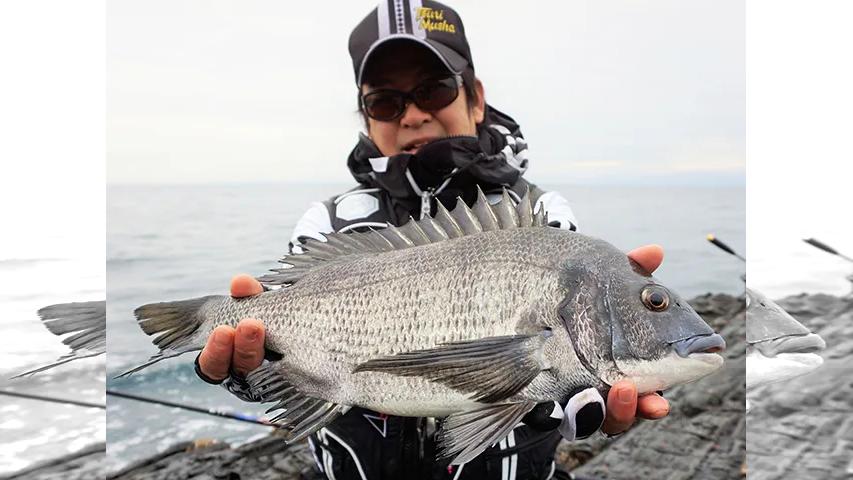 楽釣楽磯宣言 44 兵庫県沼島エリア 寒グレ 寒チヌ楽釣宣言 釣りビジョン