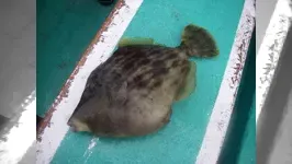 ザ・カワハギバカ 