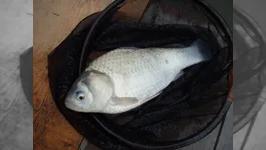 みんなでヘラブナ釣りを楽しもう！ ～管理釣り場編～