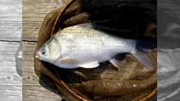 ヘラブナ釣りをはじめよう
