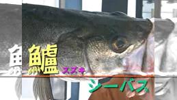 釣技四十八手 ～スズキ編～