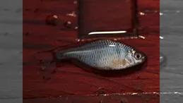 水郷の風物詩 タナゴ ～日本の冬の楽しい小物釣りタナゴ・ワカサギ釣り～