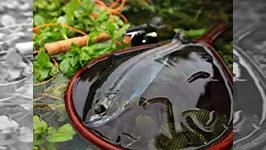 尺上 30cmオーバーの魚への挑戦