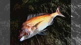 釣技四十八手 ～マダイ編～