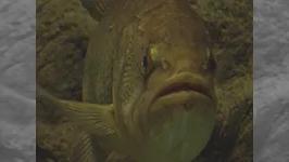 釣魚探求 ～アクアリウム編～