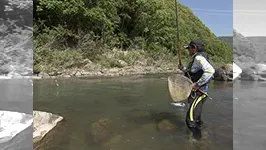 鮎2013 地元名手が釣る初夏の有田川