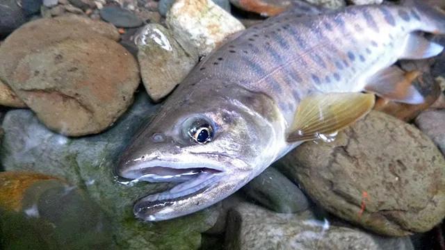 トラウトギャラリー 山形県米沢の夏ヤマメ 釣りビジョン