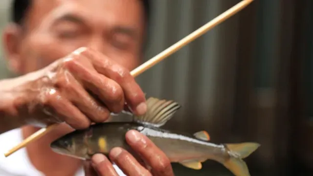鮎2013 長良川に魅せられて
