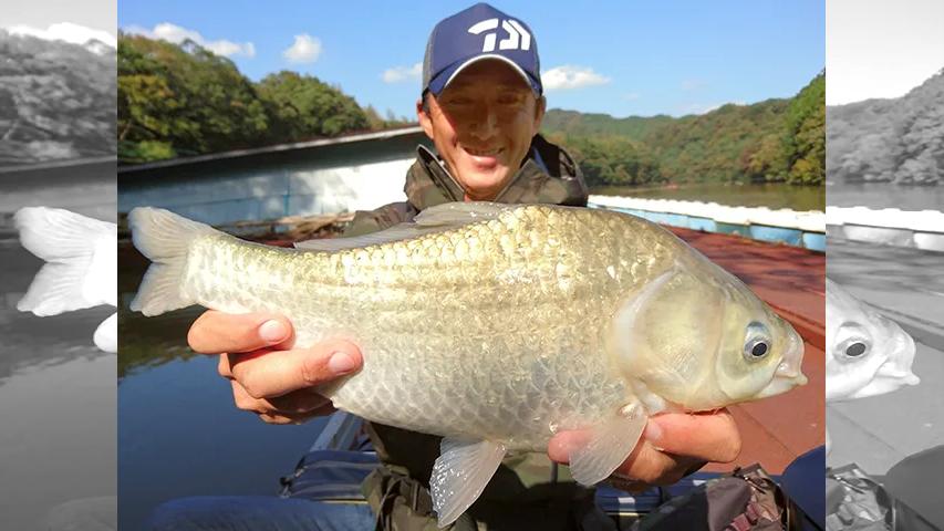ヘラブナギャラリー 桟橋とボートで楽しむ ダム湖の野釣り 釣りビジョン
