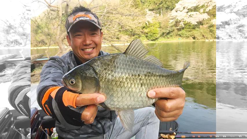 ヘラブナギャラリー 春到来 間瀬湖の桜に酔いしれる