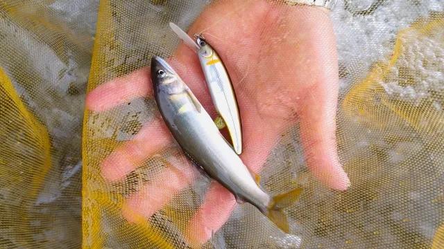 渓流ギャラリー番組一覧 バックナンバー 釣りビジョン