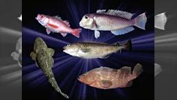 買ったら高いぞ 高級魚釣り図鑑番組一覧 バックナンバー 釣りビジョン