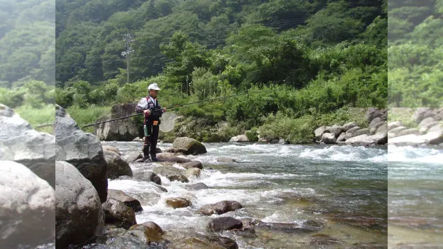 伝心伝承 56　島根県匹見川『金色に輝く鮎を求めて』