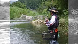 伝心伝承 79  高知県四万十川水系北川～水浅葱に染まる銀鮎の群れ～