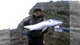 伝心伝承 94　上五島のヒラマサ