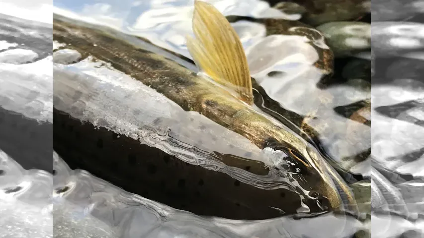 フライギャラリー