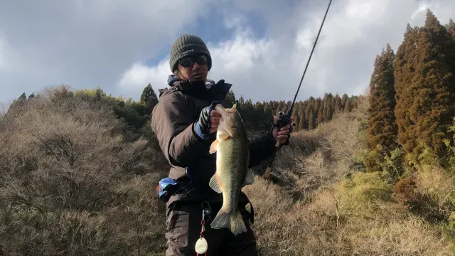 INCREDIBASS