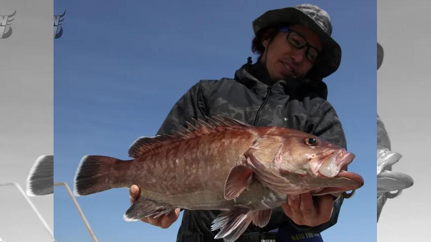 Rock'n Fish
