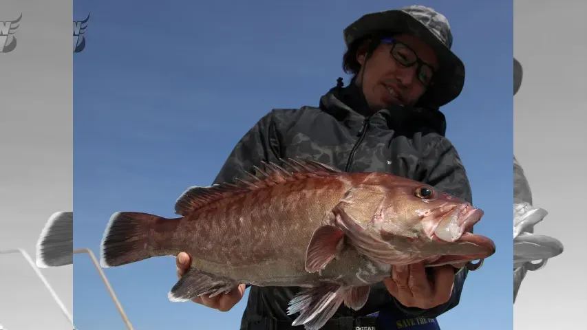 Rock'n Fish