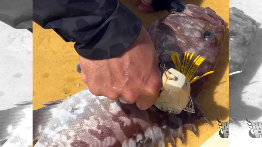 Rock'n Fish