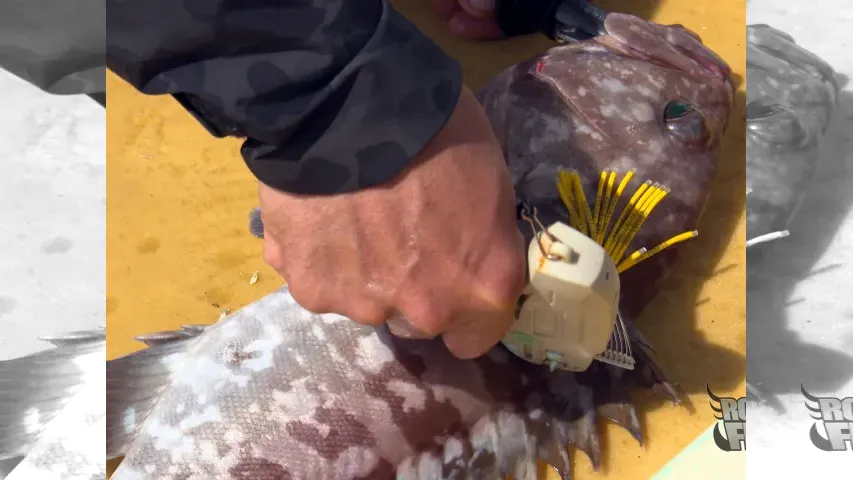 Rock'n Fish