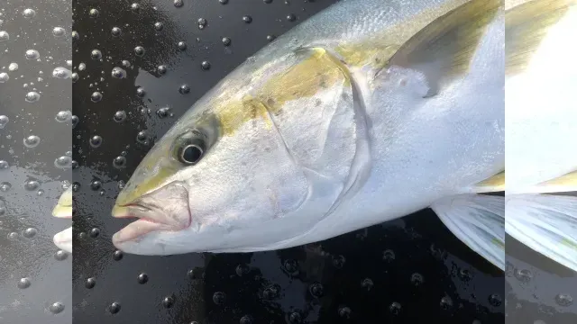 SALT Dreamer