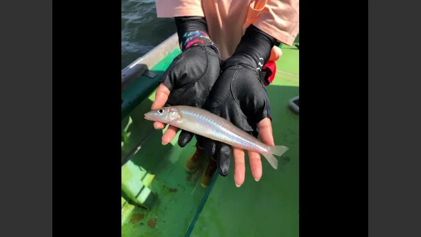 目指せ！竿頭