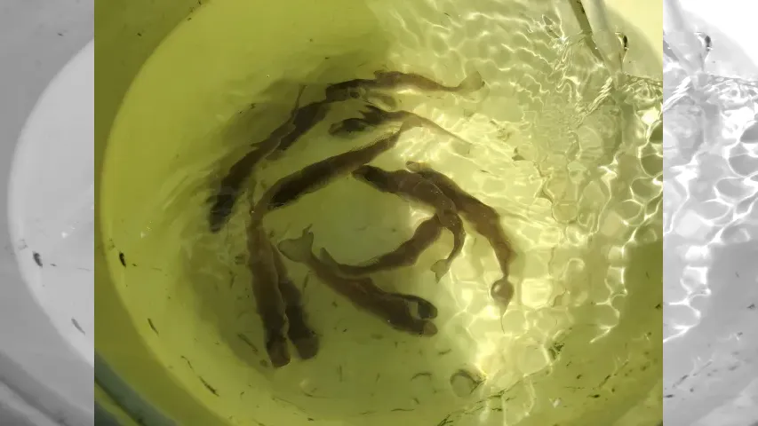 目指せ！竿頭