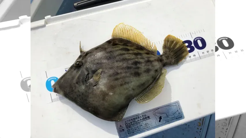 目指せ！竿頭