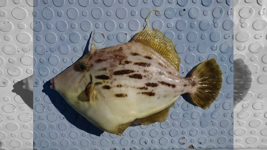 目指せ！竿頭
