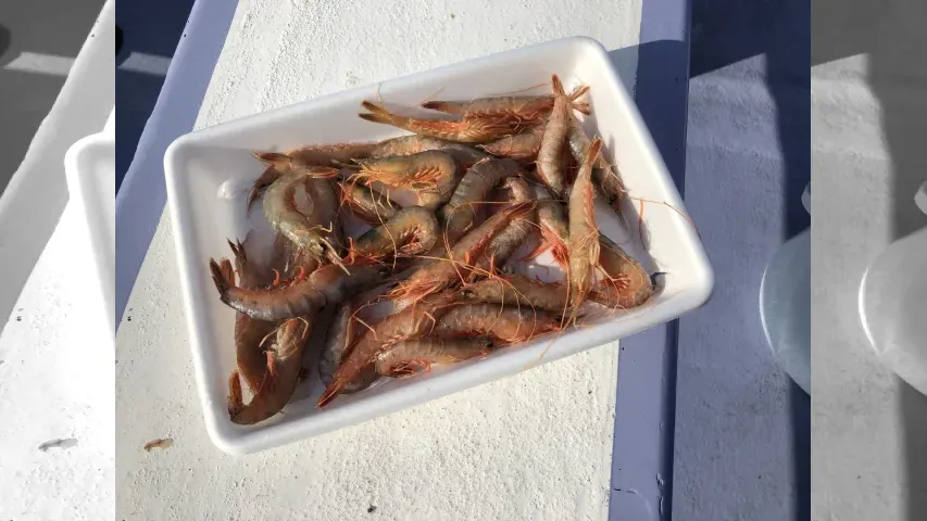 目指せ！竿頭