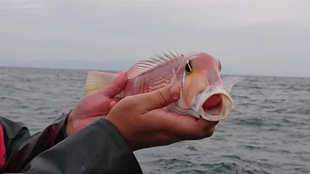 沖釣りギャラリー