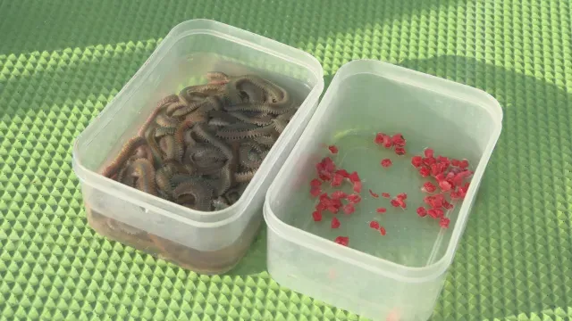 沖釣りギャラリー