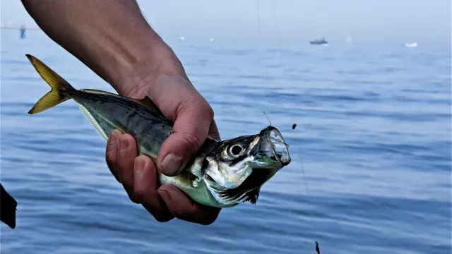 沖釣りギャラリー